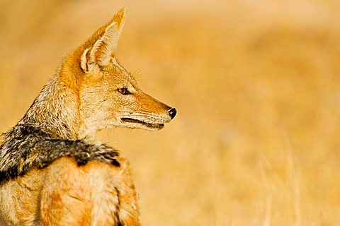 Black-backed Jackal (Canis mesomelas), Nxai Pan, Makgadikgadi Pan National Park, Botswana, Africa