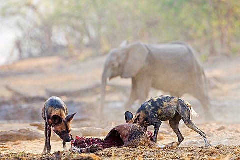 african wilddogs - Lycaon pictus - after a sucessfully hunt, they eat the kudu. A elefant is walking to the river. Africa, Botswana, Linyanti, Chobe National Park, wildlife