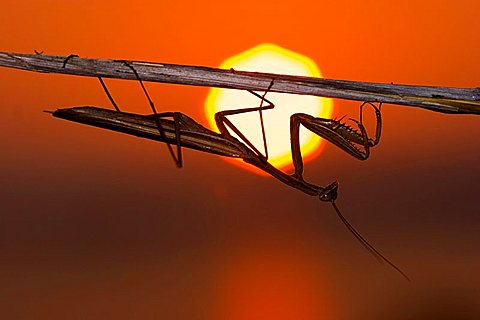 mantis in sunset