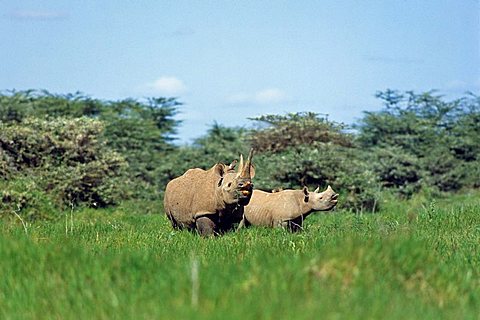 Black Rhinoceros Diceros bicornis with cub, Amboseli Nationalpark, Kenia, East-Africa