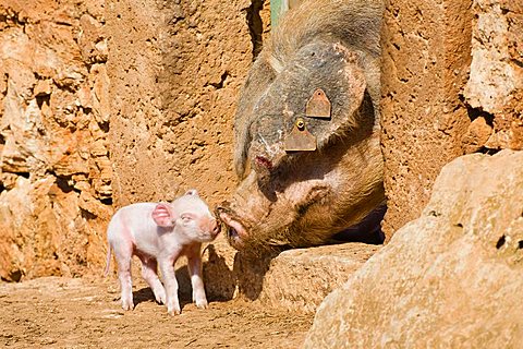 Domestic pig (Sus scrofa domesticus) piglet, mother with young, Mallorca, Majorca, Balearic Islands, Spain, Europe