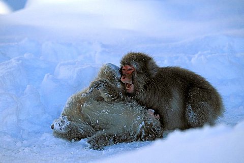 Young Snow Monkeys, Japanese Macaques (Macaca fuscata) playing in snow, snowfall, Japanese Alps, Japan, Asia