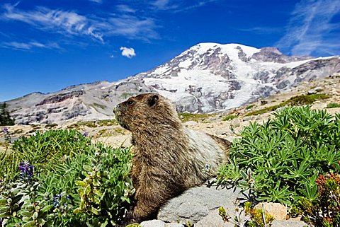 Hoary Marmot (Marmota caligata), Mount Rainier Nationalpark, Washington, USA