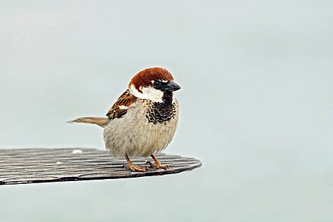 Italian Sparrow (Passer italiae), male, Italy, Europe