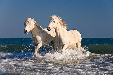 Camargue horses running through ocean water on the beach, Camargue, France, Europe