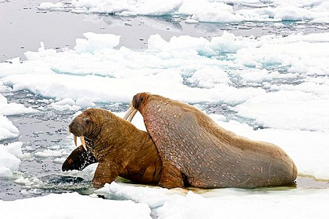 Walruses (Odobenus rosmarus), male and female on an ice floe, Spitsbergen, Norway, Europe