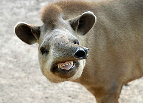 Portrait of a South American Tapir (Tapirus terrestris), Gran Chaco, Paraguay, South America