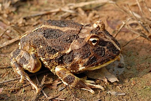 Close-up of a Chacoan Horned Frog or Cranwell's Horned Frog (Ceratophrys cranwelli), Gran Chaco, Paraguay, South America