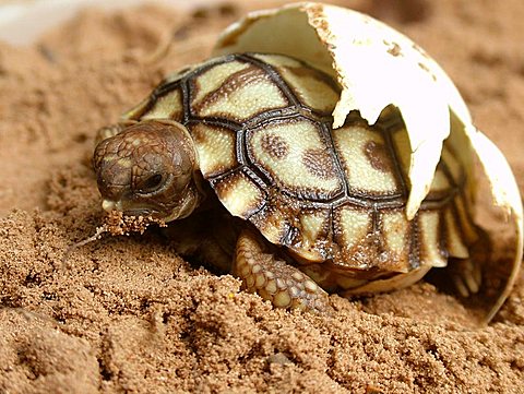 hatching Chaco tortoise (Geochelone chilensis), Gran Chaco Paraguay