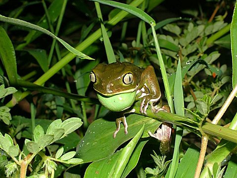 Calling Waxy monkey tree frog (Phyllomedusa sauvagei) with vocal sac, Gran Chaco, Paraguay