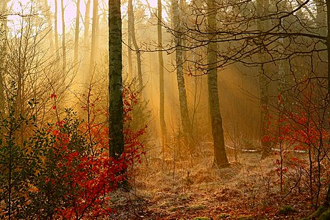 early morning in a birch tree wood, North Rhine-Westphalia, Germany