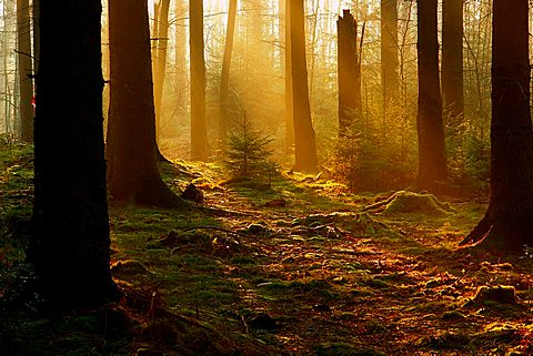 early morning in pine wood, North Rhine-Westphalia, Germany