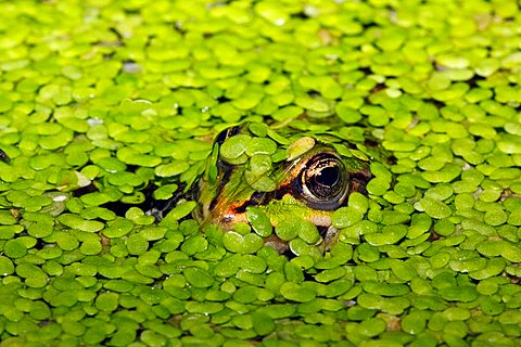 European edible frog, waterfrog (Rana esculenta) hiding in the water between Common duckweeds (Lemna minor), camouflage