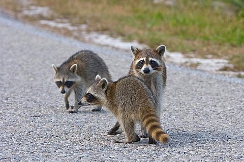 Raccoon (Procyon lotor)