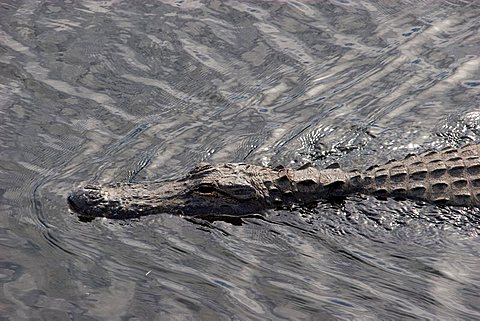 Aligator (Alligatoridae) in the water, Florida, USA