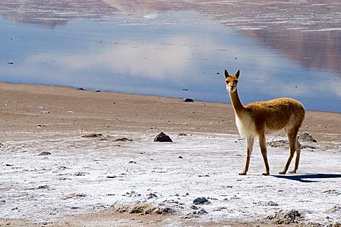 vicunas at the salt lake Salar de Surire, Chile