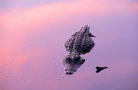 alligator of Okefenokee swamp in evening light, Georgia, USA