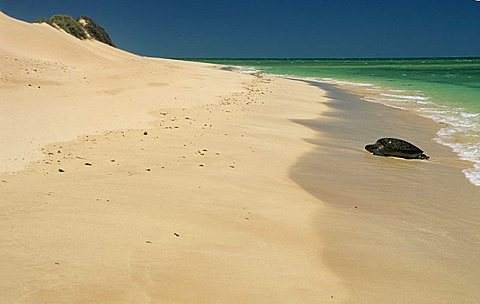 green turtle on a beach at Cape Range National Park, Ningaloo Reef Marine Park