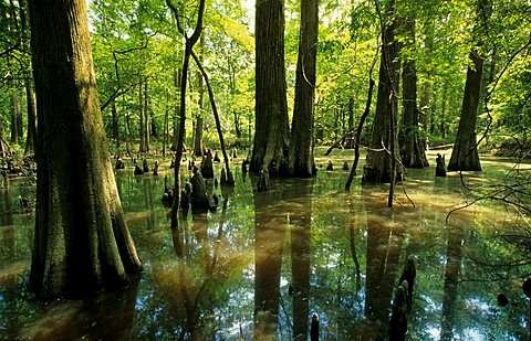 Bald cypresses in a bayou at Sabine river