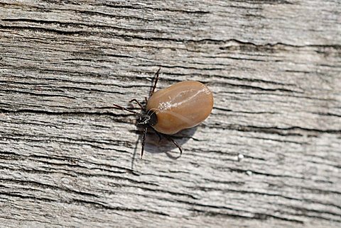 Sheep tick or castor bean tick (Ixodes ricinus) with full blood bag on withered wood