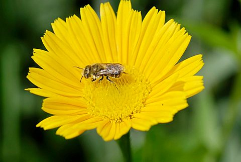 Wild bee on the yellow flower of a Yellow Oxeye Daisy (Buphthalmum salicifolium)