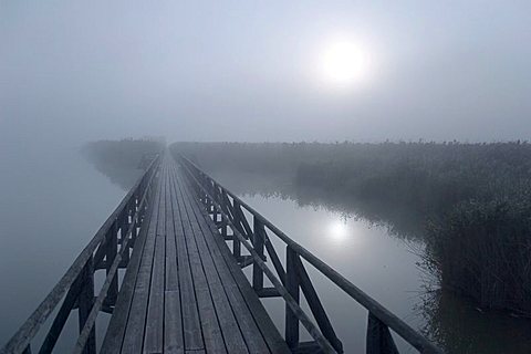 Sunrays fighting through the foggy atmosphere at Federsee lake, Nature reserve, Upper Swabia, Baden-Wuerttemberg, Germany, Europe