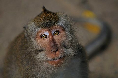 Crab-eating Macaque or Long-tailed Macaque (Macaca fascicularis), Sacred Monkey Forest Sanctuary, Padangtegal, Ubud, Bali, Indonesia, Southeast Asia