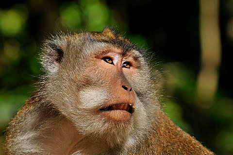 Crab-eating Macaque or Long-tailed Macaque (Macaca fascicularis), Sacred Monkey Forest Sanctuary, Padangtegal, Ubud, Bali, Indonesia, Southeast Asia