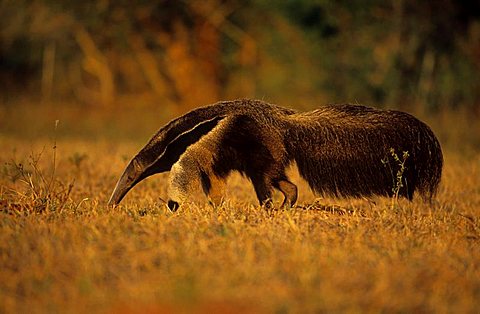 Giant Anteater, (Myrmecophaga tridactyla) Pantanal, Brazil, South America