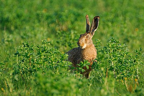 european hare (Lepus europaeus)