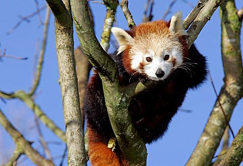 Munich, GER, 28. Oct. 2005 - Red Panda (lat. Ailurus fulgens), picture was taken in zoo Hellabrunn in Munich.