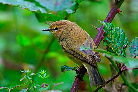 Chiffchaff (Phylloscopus collybita)