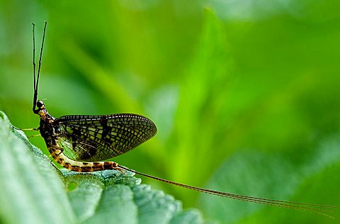 Mayfly or Dayfly (Ephemeroptera) on a leaf, Mindelheim, Bavaria, Germany, Europe