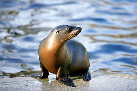 Seal (Pinnipedia) sitting at the edge of a pool