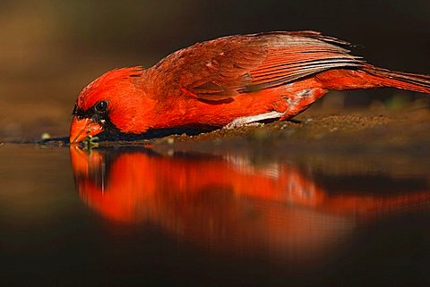 Northern Cardinal (Cardinalis cardinalis), male drinking, Rio Grande Valley, Texas, USA