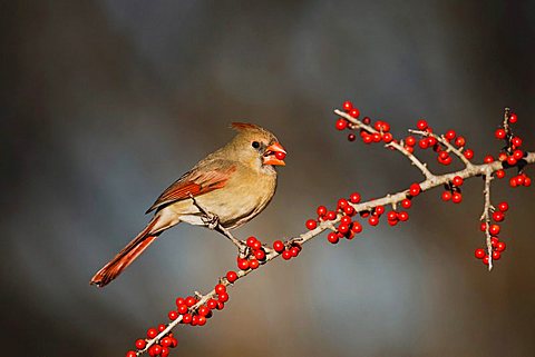 Northern Cardinal (Cardinalis cardinalis), female eating Possum Haw Holly (Ilex decidua) berries, Bandera, Hill Country, Texas, USA