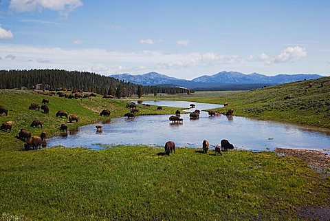 American Bison, Buffalo (Bison bison), herd, Yellowstone National Park, Wyoming, USA