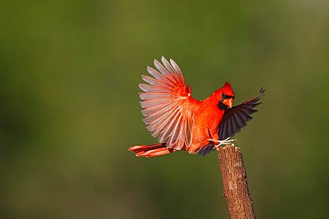 Northern Cardinal (Cardinalis cardinalis), male landing, Sinton, Corpus Christi, Coastal Bend, Texas, USA