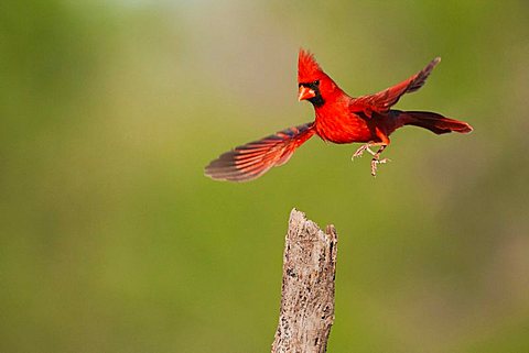 Northern Cardinal (Cardinalis cardinalis), male landing, Sinton, Corpus Christi, Coastal Bend, Texas, USA