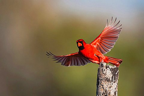 Northern Cardinal (Cardinalis cardinalis), male taking off, Sinton, Corpus Christi, Coastal Bend, Texas, USA