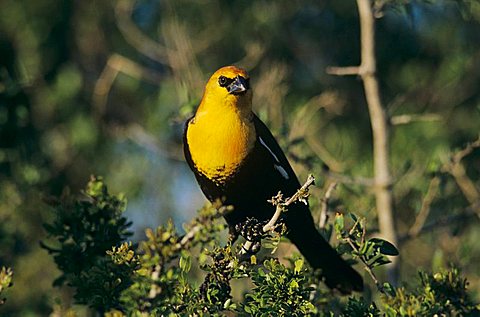 Yellow-headed Blackbird (Xanthocephalus xanthocephalus), male, Sinton, Texas, USA