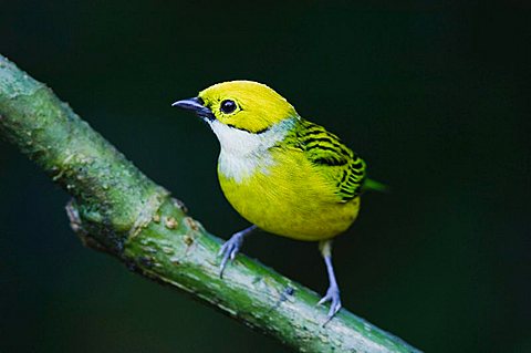 Silver-throated Tanager (Tangara icterocephala), adult perched, Central Valley, Costa Rica, Central America