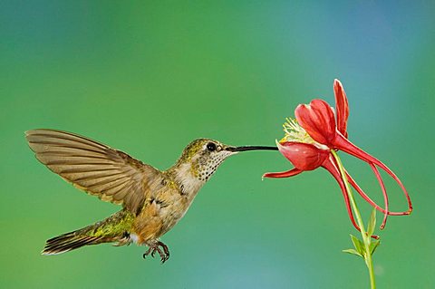 Rufous Hummingbird (Selasphorus rufus), immature in flight feeding on columbine, Paradise, Chiricahua Mountains, Arizona, USA