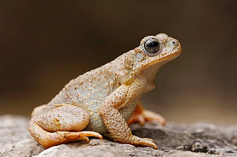 Red-spotted Toad (Bufo punctatus), adult on limestone, Uvalde County, Hill Country, Texas, USA