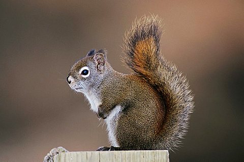 Red Squirrel, Pine Squirrel (Tamiasciurus hudsonicus), adult, Homer, Alaska, USA