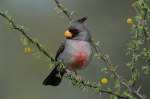 Pyrrhuloxia (Cardinalis sinuatus), male on blooming huisache, Willacy County, Rio Grande Valley, Texas, USA