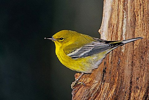 Pine Warbler (Dendroica pinus), male on log with ice, Burlington, North Carolina, USA