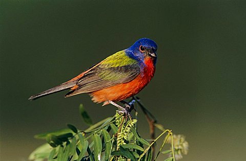 Painted Bunting (Passerina ciris), male on mesquite tree, Starr County, Rio Grande Valley, South Texas, USA