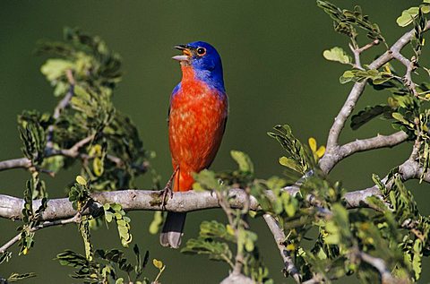 Painted Bunting (Passerina ciris), male singing, Lake Corpus Christi, Texas, USA