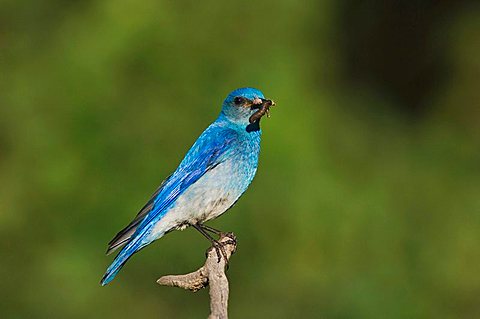 Mountain Bluebird (Sialia currucoides), male with prey, Rocky Mountain National Park, Colorado, USA